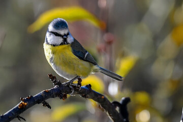 Una cinciarella (Cyanistes caeruleus) appollaiata su un ramo di un albero si gira a guardare dietro...