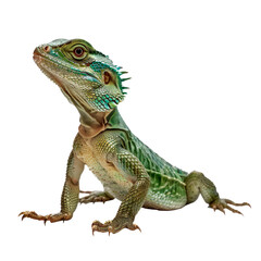 Obraz premium Chinese water dragon, isolated on transparent background. PNG element