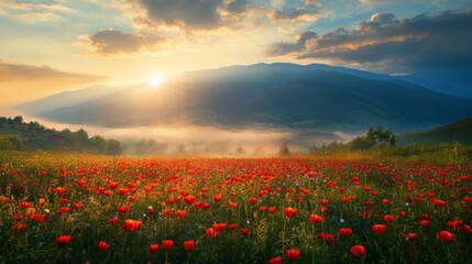 Sunrise Over a Field of Red Flowers in a Mountain Valley