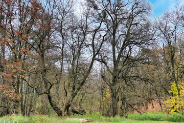 Poznań, Cybina Valley, protected nature area, trees growing in the river area in autumn colors lit...