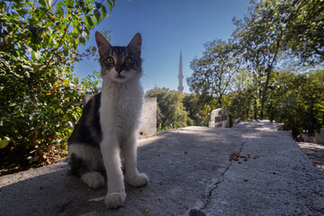 Cats are the cutest stray animals we live with in cities.