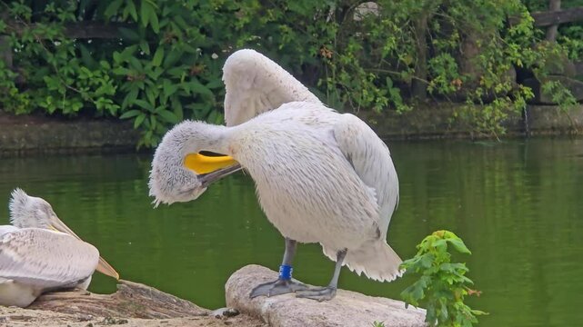 Pelican standing on rock as it grooms itself using its large beck to preen feathers.