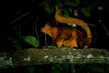 Red or Common giant flying squirrel - Petaurista petaurista, rodent in Sciuridae found in forest and plantations in Southeast Asia, arboreal nocturnal squirrel preparing for jump and flight