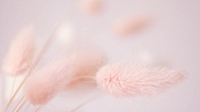 Dry fluffy bunny tails grass plant on neutral light pink background. Tan pom pom plant herbs. Abstract Floral. Selective blurred focus.