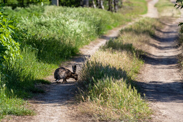 Brown hare sits on forest road and eats grass. European hare. Lepus europaeus.