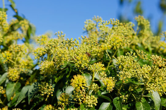 Field of yellow flowers with a bee in the middle