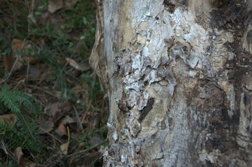 bark of a tree