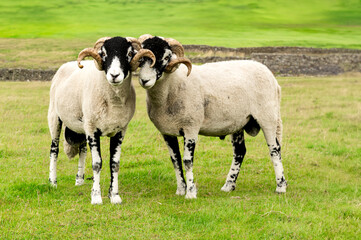 Fototapeta premium Swaledale sheep. Two Swaledale rams in summertime, facing front in green field with drystone walling. Yorkshire Dales, UK. Swaledale sheep are a breed native to the area. Horizontal, copy space