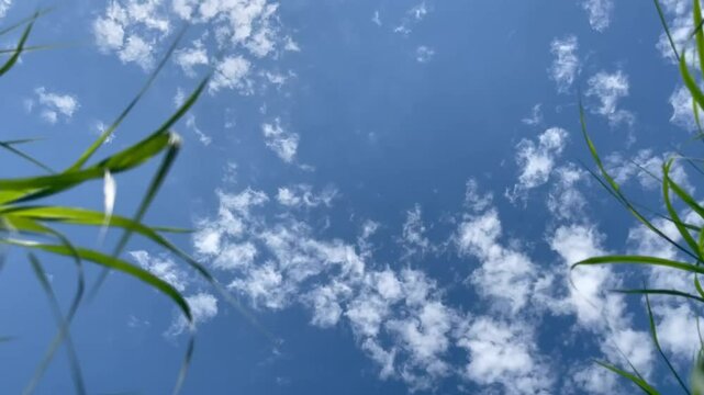 Bright blue sky with clouds seen through green grass moving with the wind