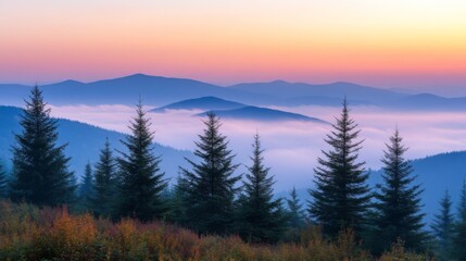 Obraz premium Silhouetted Fir Trees Against a Misty Mountain Range at Sunrise