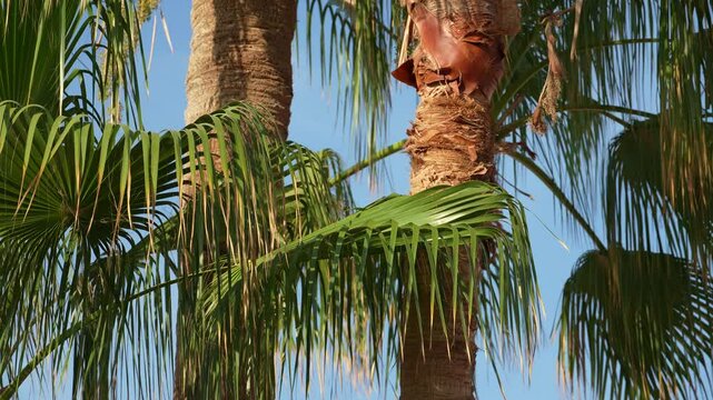 Palm tree trunks and leaves against the blue sky on a sunny day