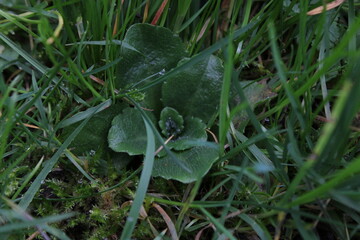 dew on the grass