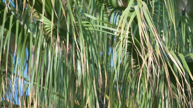 Palm leaves sway in the wind against a blue sky, shallow dof