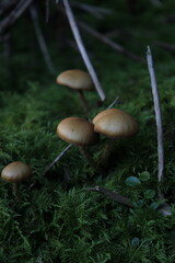 mushrooms in the forest