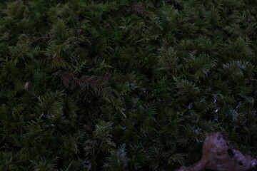moss