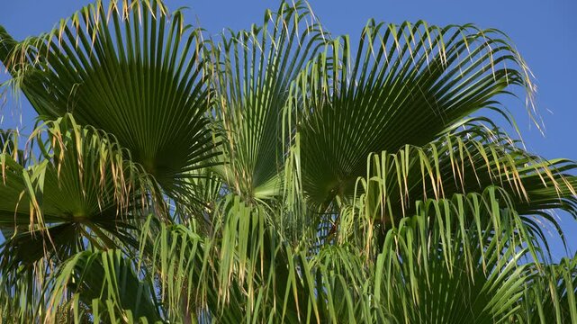Palm leaves sway in the wind against a blue sky