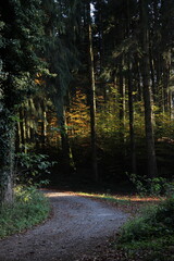 forest in autumn
