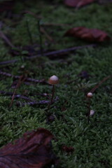 mushroom in the forest