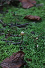 mushroom in the forest