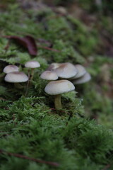 mushroom in the forest