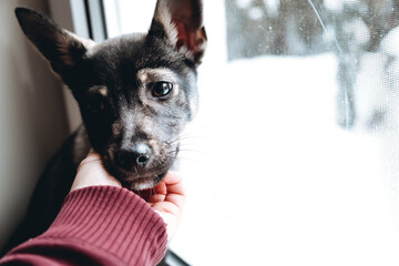 The melancholy look of a lonely dog who has lost its owner. Help and care for homeless animals in a shelter. Sad eyes. A person strokes a pet, supporting its head. A helping hand. The owner's funeral
