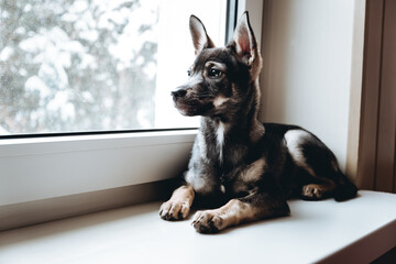 Portrait of sad dog looking out of the window with lonely look. Homeless mongrel doggy in a kennel. Pet waiting for the owner. Loneliness concept. Boredom animal. Abandoned curious puppy