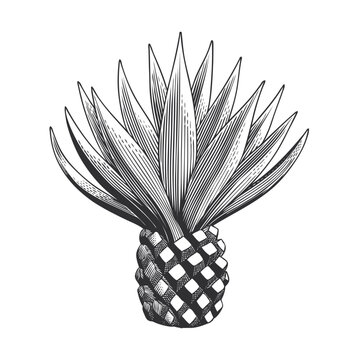 agave plant engraving style on white clip art preview