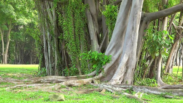 Rubber fig tree (Ficus elastica) trunks and adventitious roots