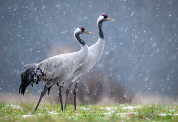 Common cranes birds ( Grus grus ) © Piotr Krzeslak
