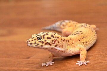 yellow spotted eublefar lizard on wooden table
