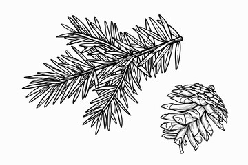 Vector Spruce branch and Fir cone illustration. Christmas fir branch drawing in line art style. Pine cone sketch painted by black inks. Outline tree element for decoration new year, greeting card