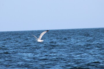 seagull in flight