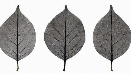 Fototapeta premium collection of black small leaf on branch od old tree,isolated on white background ,clipart