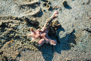 pink coral buried in the sand