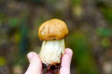 Mushroom in mushrooming season in wild. Bolete mushrooms in the forest. Boletus Edulis Porcini. Edible mushroom that grows in forest. White Mushroom. Edible Big Boletus mushroom at woodland.