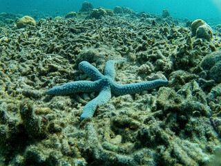 blue starfish and coral reef