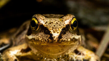Mud frog  © Pawe