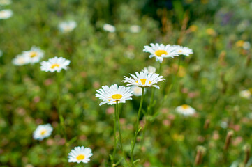 Wild chamomile. Flowers for the holiday. Bouquet for a girl.