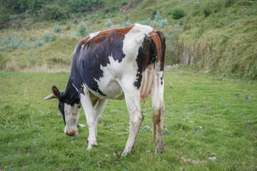 A cow is grazing in a field