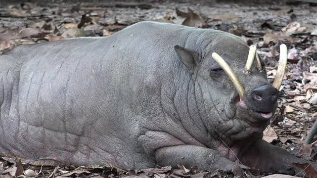 Babirusa wild pig laying down on the forest ground