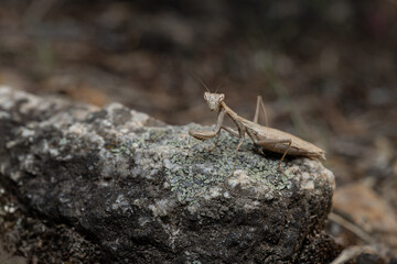 Mantis Ameles decolor on a Gray Rock