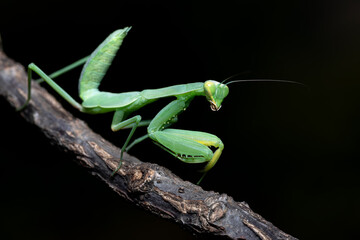 Green Mantis Common on Black Background