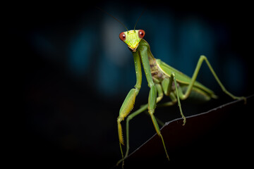 Green mantis on dark blue background