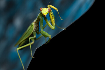 Green mantis on dark blue background