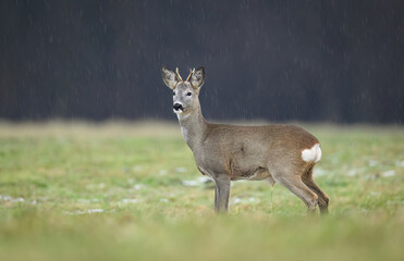 Roe deer male ( Capreolus capreolus )