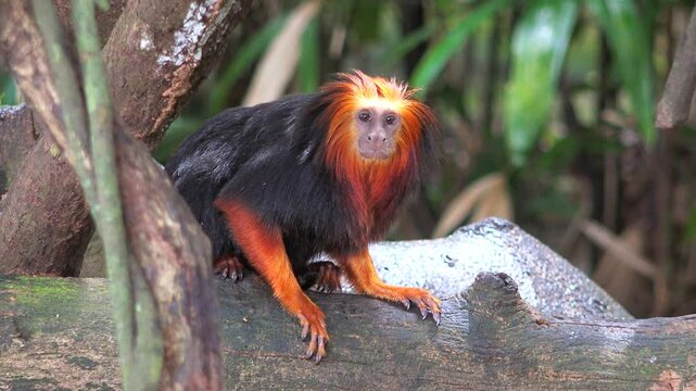 Lion tamarin monkey in the forest