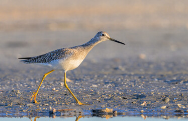 Greater yellowlegs (Tringa melanoleuca) at the ocean beach, Galveston, Texas, USA