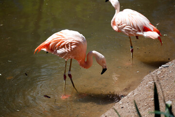 
Couple of pink flamingos in the water of a lagoon.