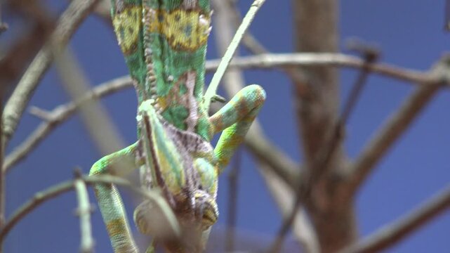 Veiled chameleon (Chamaeleo calyptratus) crawling on tree twigs
