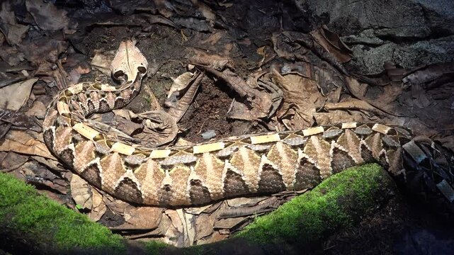 Camouflage of Gaboon viper (Bitis gabonica) on the forest ground